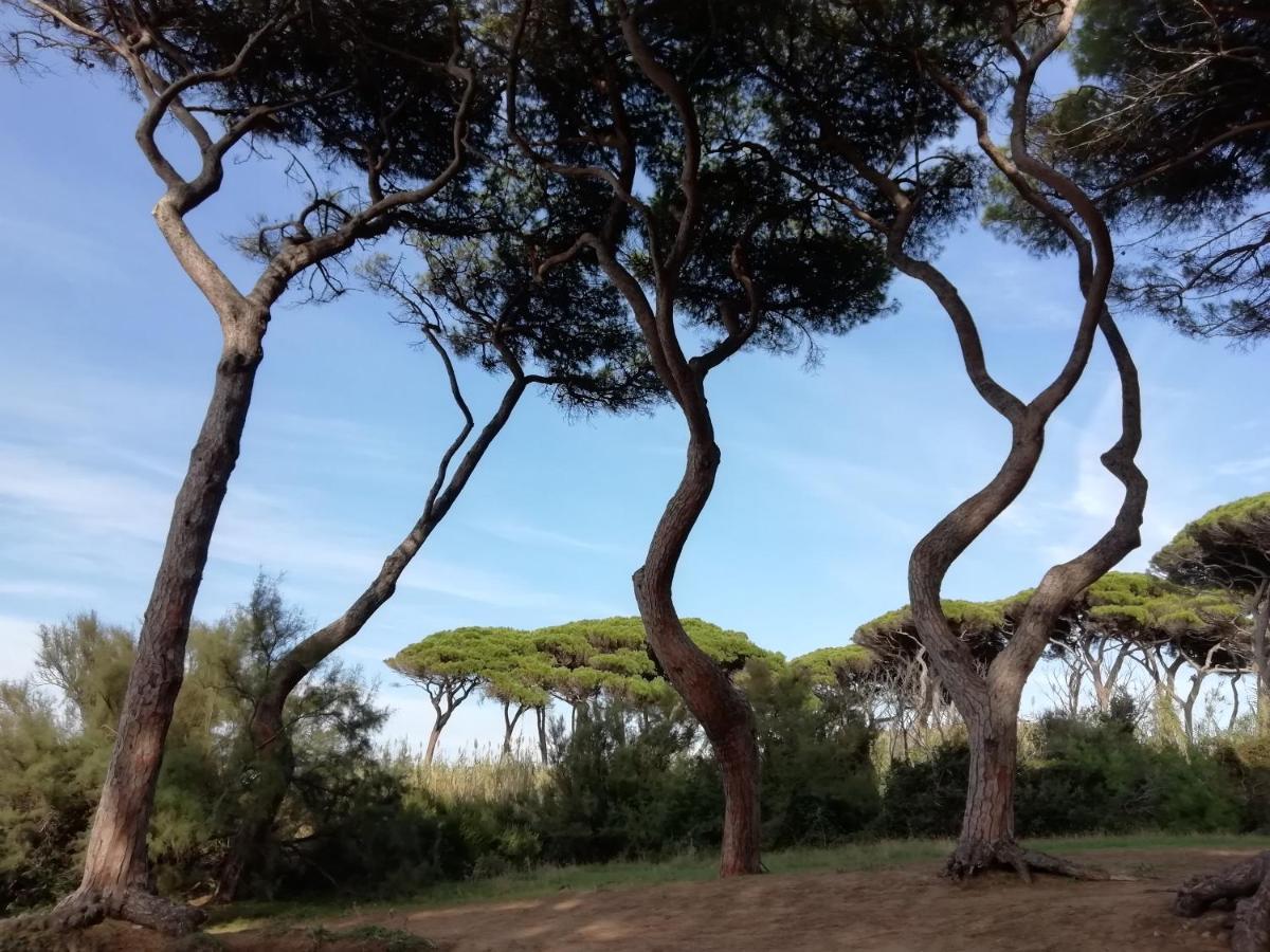 Casa Jacaranda Villa Monteverdi Marittimo Dış mekan fotoğraf